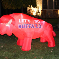 Buffalove for your lawn! Check out these new blow-up buffaloes