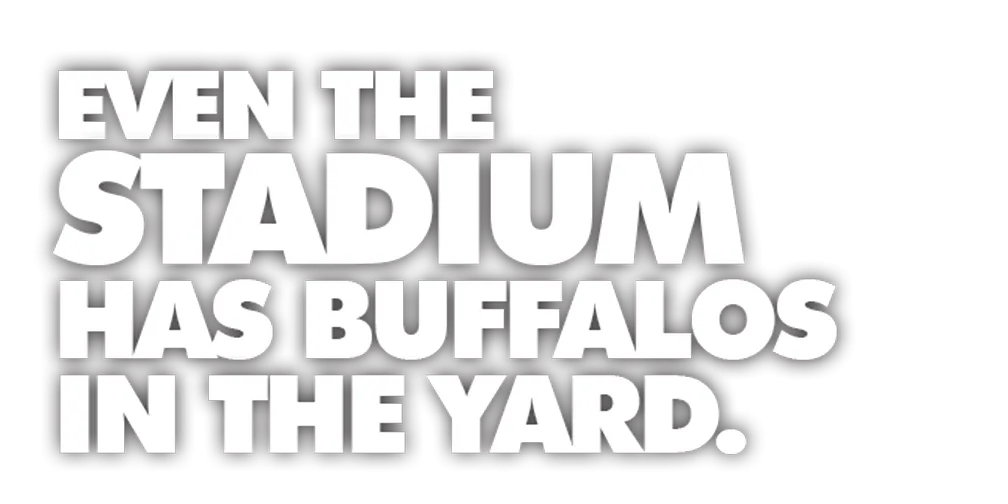 Even the New Stadium Has Buffalos in the yard