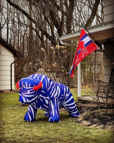 Striped Buffalo and flag